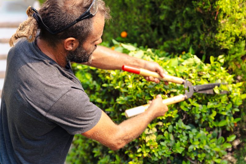 Evergreen Hedge Trimming