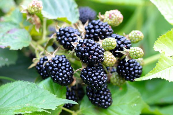 Blackberry Bush Removal in Costa Mesa