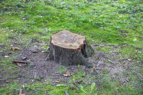 Bush Stump Removal in Costa Mesa