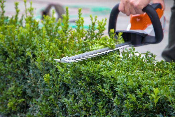 Hedge Pruning in Costa Mesa