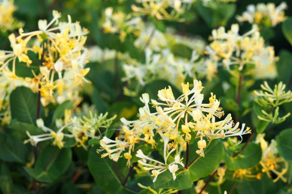 Cost of Honeysuckle Removal in Costa Mesa