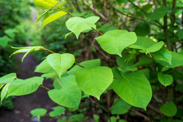 Cost of Invasive Plant Removal in Costa Mesa