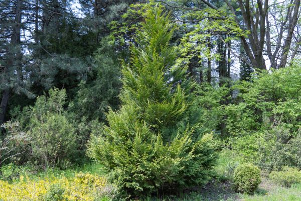 Cost of Juniper Pruning in Costa Mesa