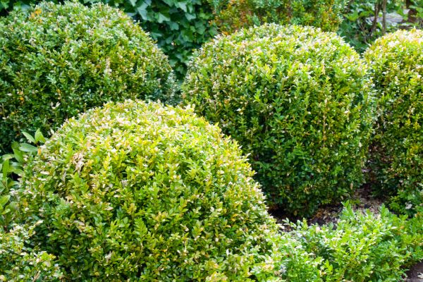 Cost of Landscape Trimming Service in Costa Mesa