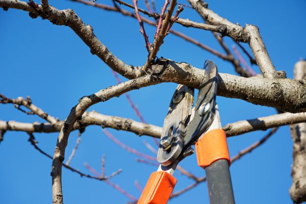 Cost of Pruning Service in Costa Mesa