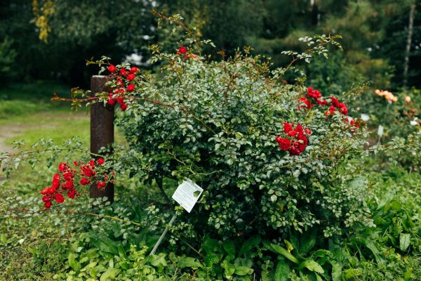 Cost of Rose Bush Removal in Costa Mesa