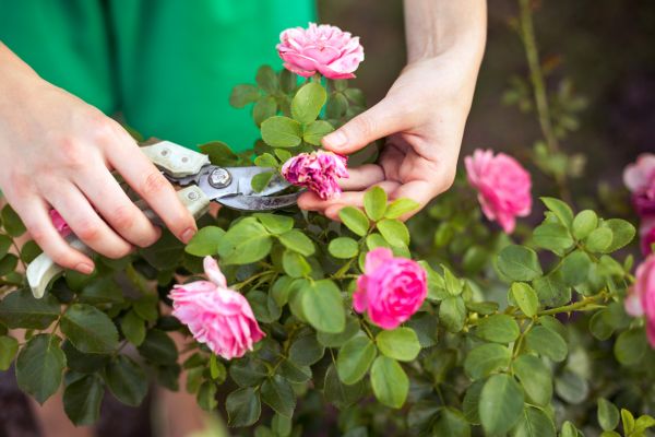 Cost of Rose Trimming in Costa Mesa