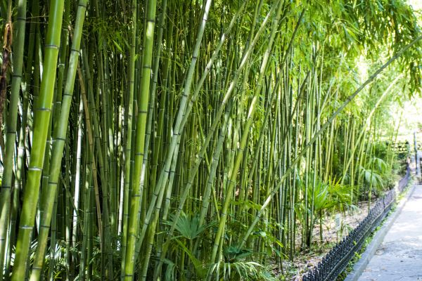 Cost of Bamboo Root Removal in Costa Mesa