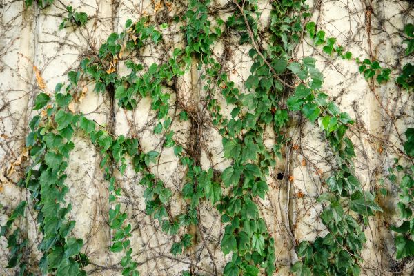 Cost of Vine Removal Service in Costa Mesa