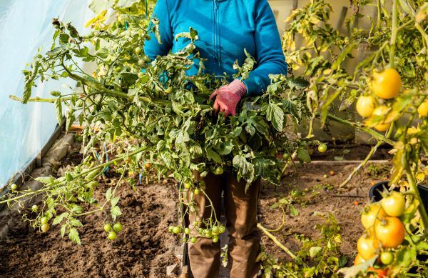 Cost of Garden Plant Removal in Costa Mesa