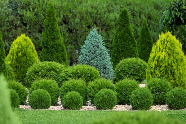 Cost of Shrub Shaping in Costa Mesa