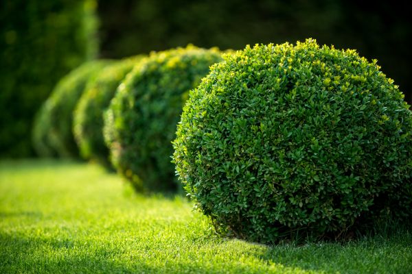 Cost of Bush Pruning in Costa Mesa