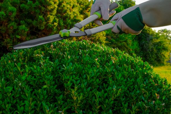 Cost of Topiary Shearing in Costa Mesa