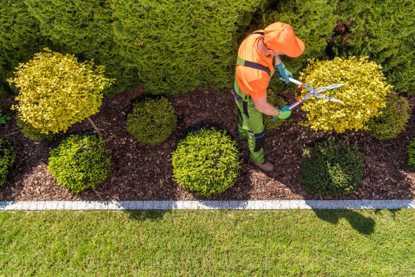 Cost of Topiary Trimming in Costa Mesa