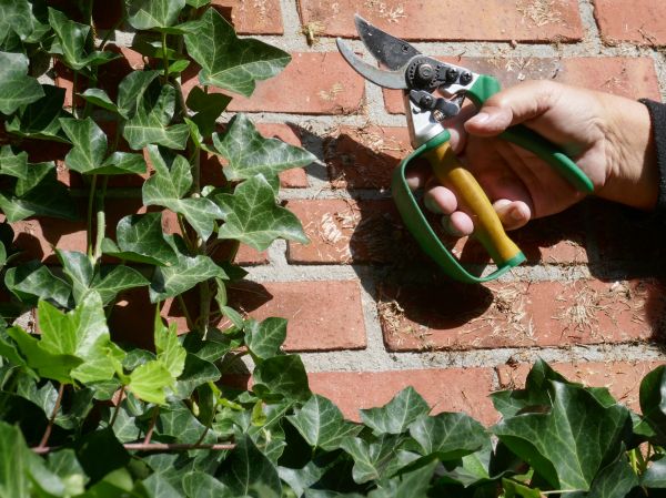 Cost of Ivy Removal Service in Costa Mesa