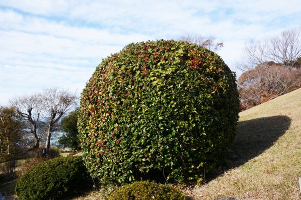 Cost of Holly Trimming in Costa Mesa