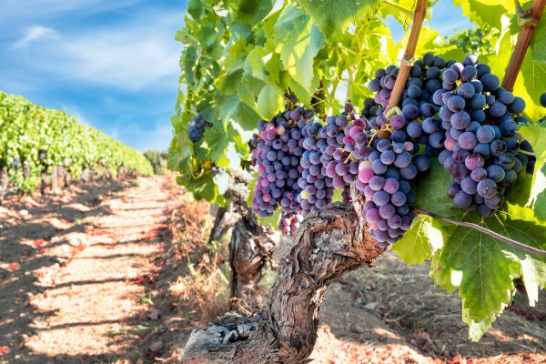 Cost of Grapevine Pruning in Costa Mesa