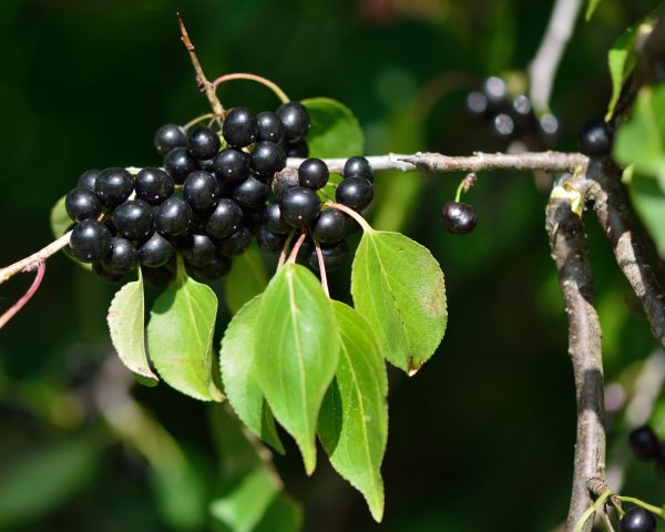 Cost of Buckthorn Removal in Costa Mesa