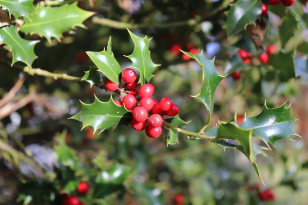 Cost of Holly Tree Trimming in Costa Mesa