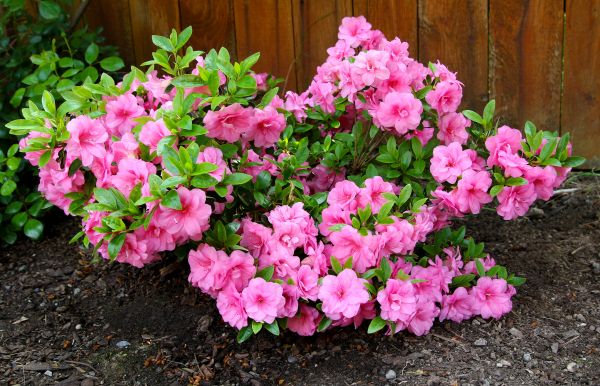 Cost of Azaleas Removal in Costa Mesa