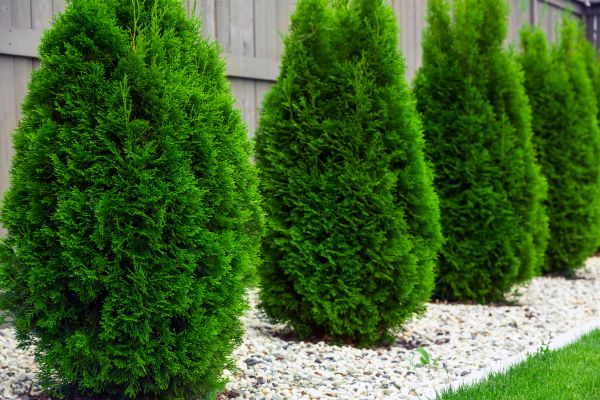 Cost of Arborvitae Pruning in Costa Mesa