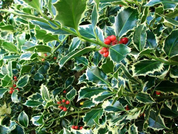 Cost of Holly Bushes Trimming in Costa Mesa