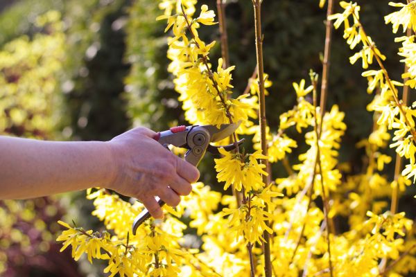 Cost of Forsythia Pruning in Costa Mesa