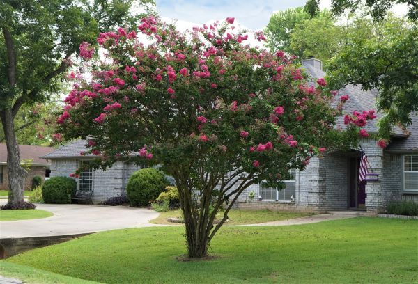 Crepe Myrtle Trimming in Costa Mesa
