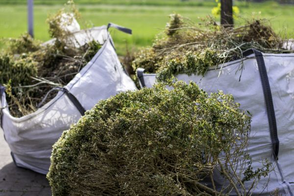 Cost of Shrubs Removal in Costa Mesa