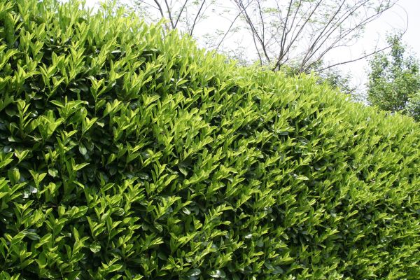 Cost of Laurel Shrub Removal in Costa Mesa