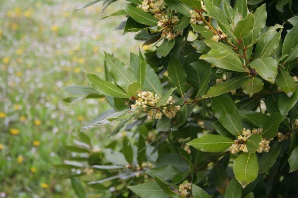 Cost of Laurel Trimming in Costa Mesa