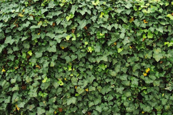 Cost of Ivy Pruning service in Costa Mesa