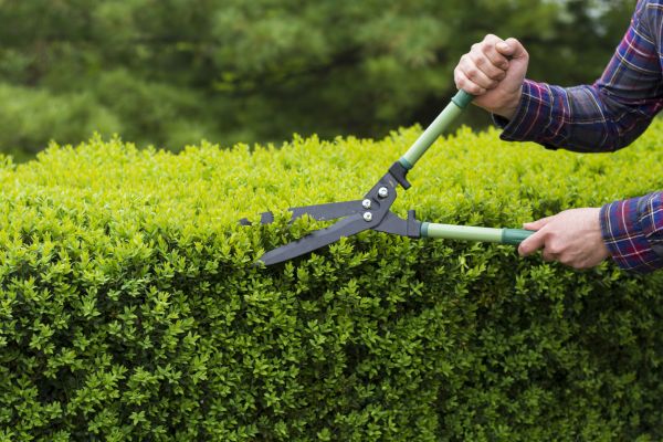 Cost of Evergreen Shrub Pruning in Costa Mesa