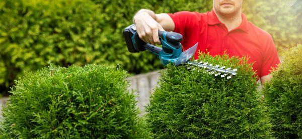 Cost of Hedge Shaping Service in Costa Mesa