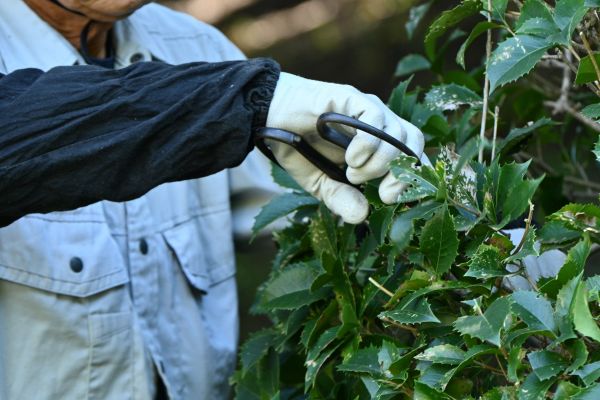 Holly Pruning in Costa Mesa