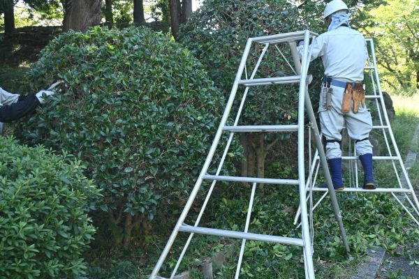 Cost of Holly Shaping in Costa Mesa
