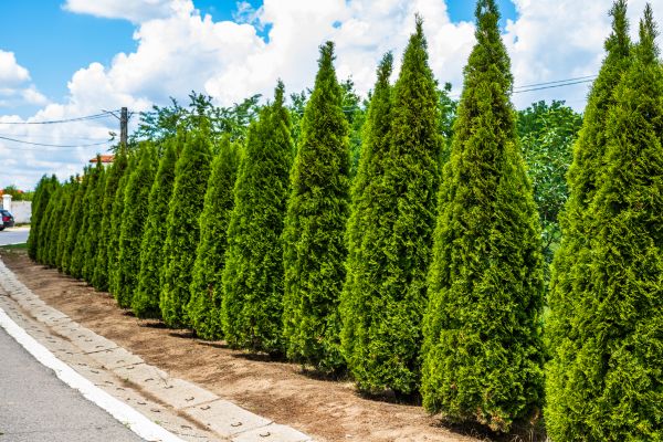 Cost of Arborvitae Shearing in Costa Mesa