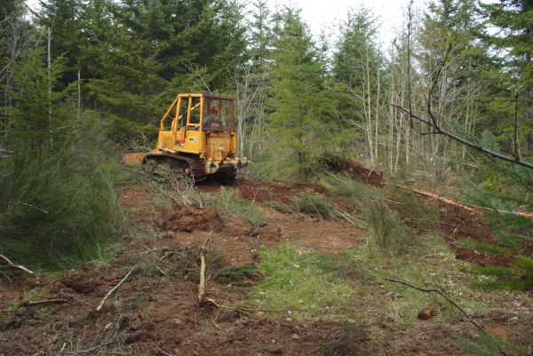 Cost of Shrubbery Clearing in Costa Mesa