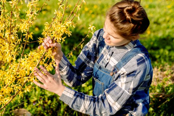 Cost of Forsythia Trimming in Costa Mesa
