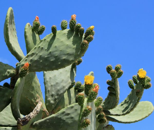 Cost of Cactus Removal in Costa Mesa