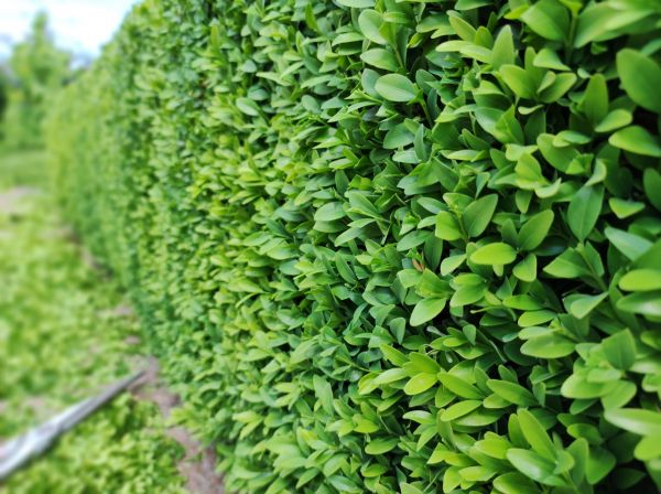 Cost of Boxwood Pruning in Costa Mesa