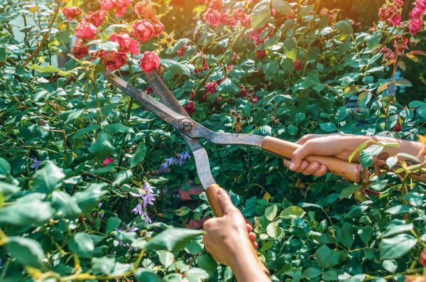 Knockout Roses Pruning in Costa Mesa