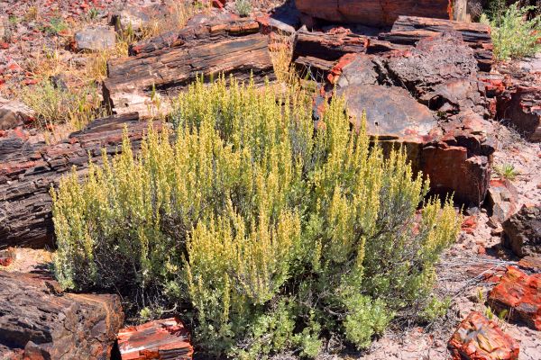 Cost of Sagebrush Removal in Costa Mesa