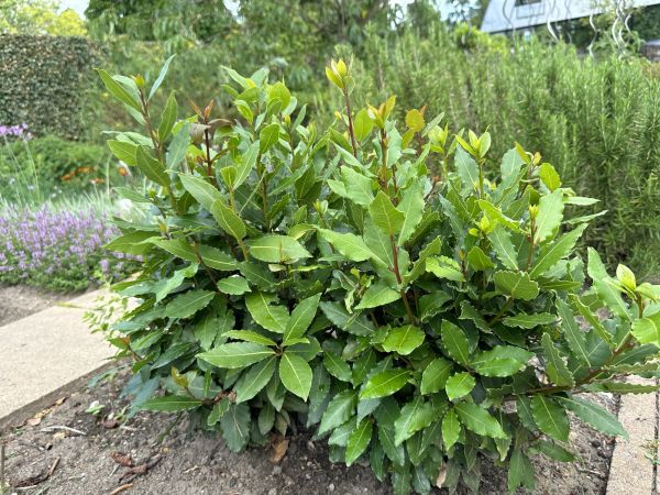 Cost of Laurel Hedge Trimming in Costa Mesa