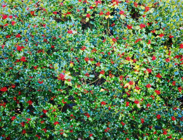 Cost of Holly Bush Removal in Costa Mesa