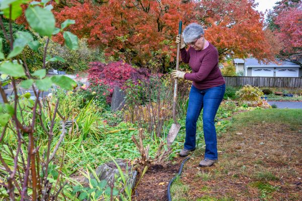 Cost of Dead Bush Removal in Costa Mesa