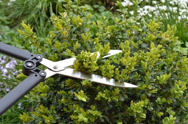 Cost of Boxwood Trimming in Costa Mesa