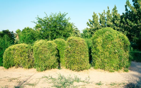 Cost of Bamboo Hedge Removal in Costa Mesa