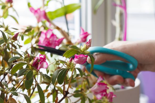 Azalea Pruning in Costa Mesa