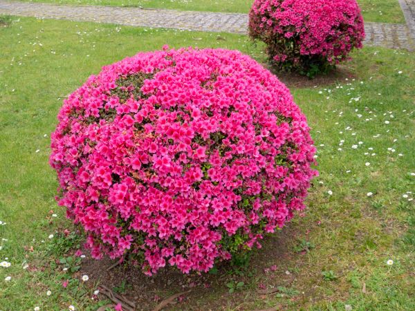 Cost of Rhododendron Pruning in Costa Mesa